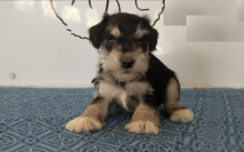 Miniature Schnauzer puppies, (boy and girl)