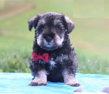 Miniature Schnauzer puppies for adoption