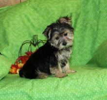 Morkie puppies, (boy and girl)