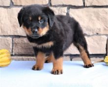 Nice looking Rottweiler Puppies For Sale, Text +1 (270) 560-7621