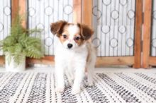 Papillon puppies for adoption