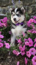 Pomsky puppies for adoption