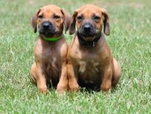 Rhodesian Ridgebeck Puppies