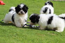 Shih Tzu puppies