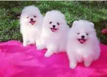 Top quality male and female Pomeranian puppies..