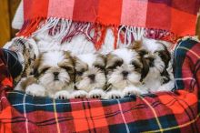 Two Shih Tzu puppies available for adoption