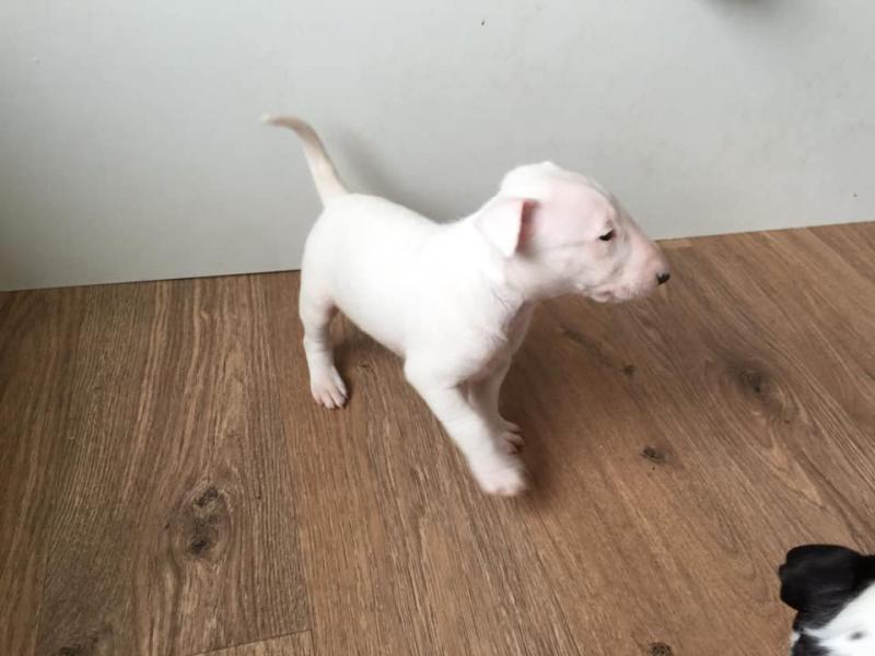 Bull Terriers,2 left. Image eClassifieds4u