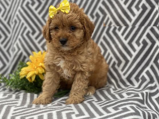 CBCA Cavapoo puppies Image eClassifieds4u