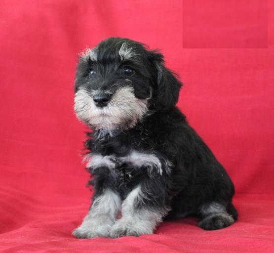 CBCA Miniature Schnauzer puppies Image eClassifieds4u