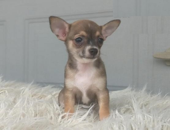 Chihuahua puppies Image eClassifieds4u