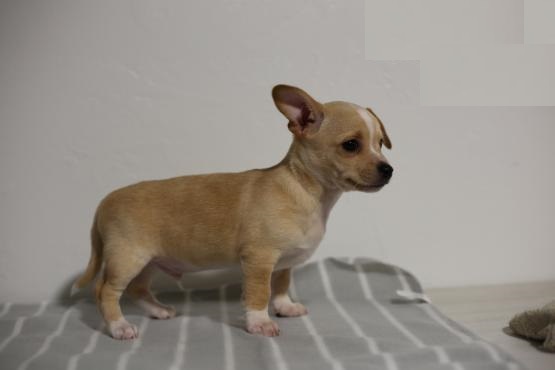 Chihuahua puppies for adoption Image eClassifieds4u