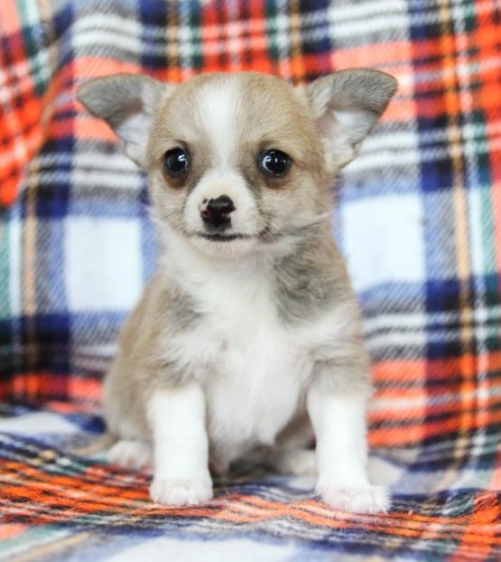 Chihuahuas,2 left. Image eClassifieds4u
