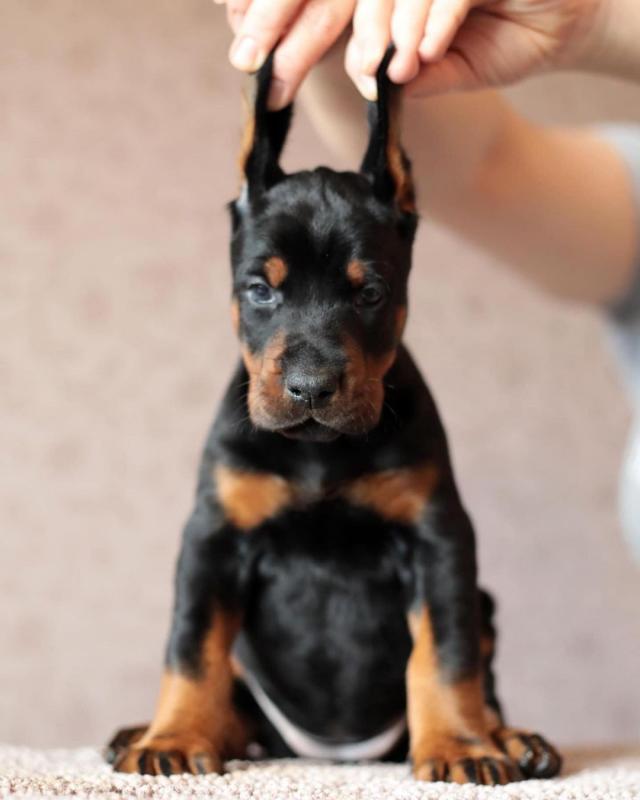 C.K.C MALE AND FEMALE Doberman Pinscher PUPPIES AVAILABLE FOR ADOPTION Image eClassifieds4u