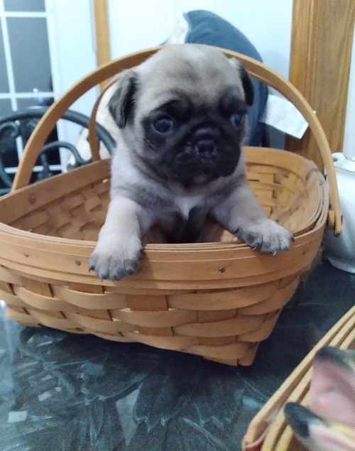 CKC Reg Pug Puppies For Sale, Text +1 (270) 560-7621 Image eClassifieds4u