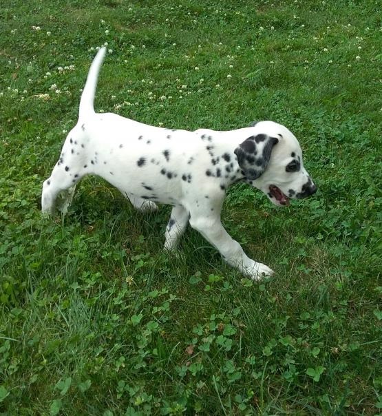 Dalmatian puppies for adoption Image eClassifieds4u