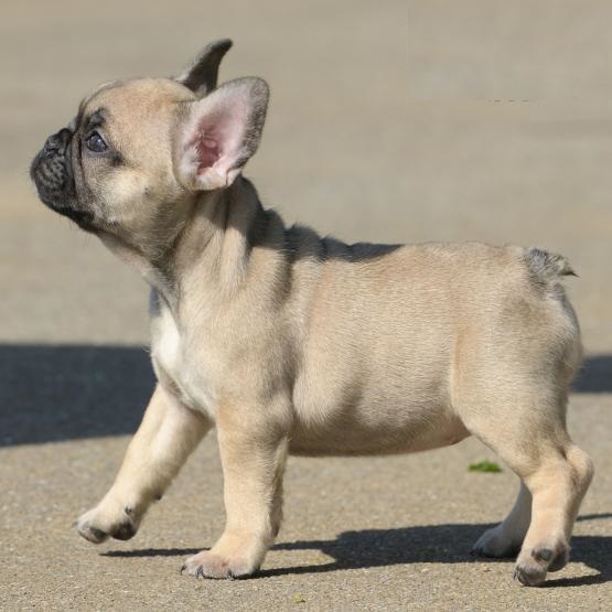 French Bulldogs,2 left. Image eClassifieds4u