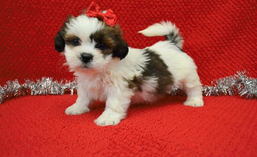 Lhasa Apso Puppies For Sale, Text +1 (270) 560-7621 Image eClassifieds4u