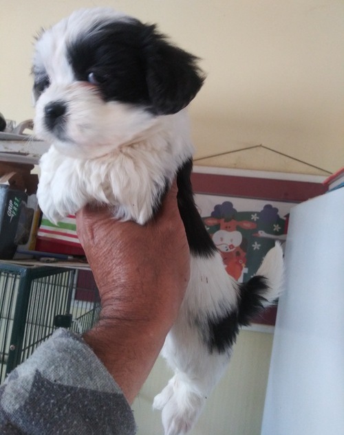 Lhasa Apso Puppies For Sale, Text +1 (270) 560-7621 Image eClassifieds4u