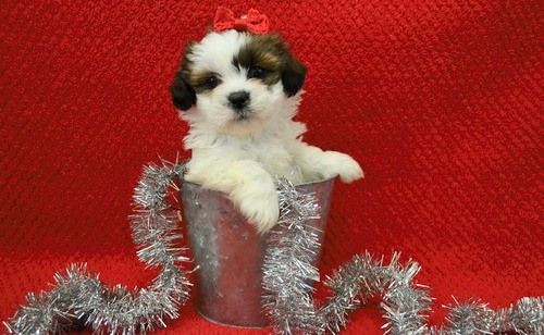 Lhasa Apso Puppies For Sale, Text +1 (270) 560-7621 Image eClassifieds4u