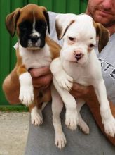 Boxer Puppies Image eClassifieds4u 2