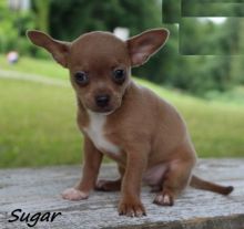 CBCA Chihuahua puppies Image eClassifieds4U