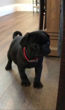 CKC Reg Pug Puppies For Sale, Text +1 (270) 560-7621 Image eClassifieds4u 2