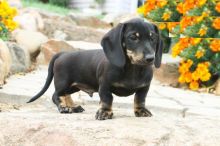 Dachshund puppies for adoption Image eClassifieds4U