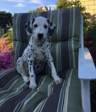 Dalmatians,2 left. Image eClassifieds4U