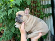 French Bulldog puppies Image eClassifieds4U