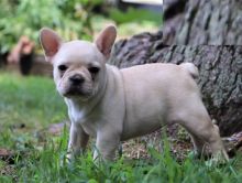 French Bulldog puppies for adoption Image eClassifieds4U