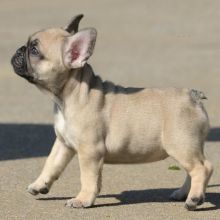 French Bulldogs,2 left. Image eClassifieds4U