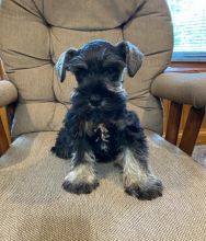 Miniature Schnauzer puppies Image eClassifieds4U