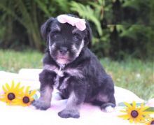 Miniature Schnauzers,2 left. Image eClassifieds4U