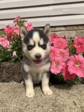 Pomskies,2 left. Image eClassifieds4U