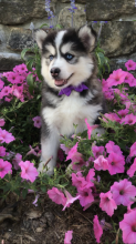 Pomsky puppies for adoption Image eClassifieds4U