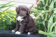 Portuguese Water Dog puppies Image eClassifieds4U