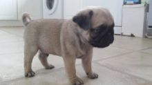 Purebred Pug Puppy for adoption Image eClassifieds4u 1