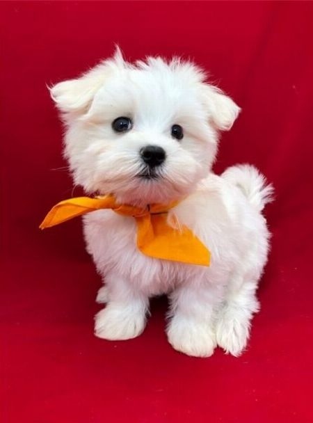 Maltese Puppies Image eClassifieds4u
