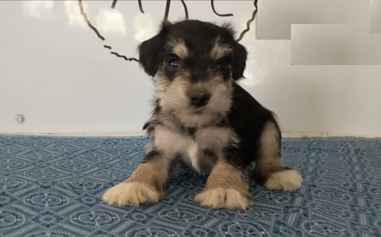 Miniature Schnauzer puppies, (boy and girl) Image eClassifieds4u