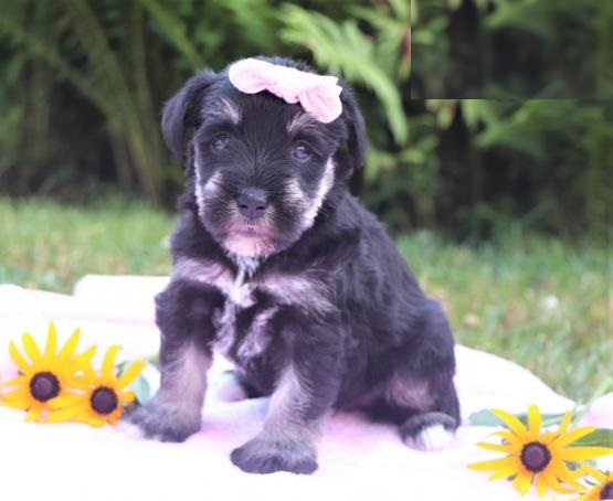 Miniature Schnauzers,2 left. Image eClassifieds4u