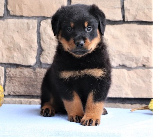 Nice looking Rottweiler Puppies For Sale, Text +1 (270) 560-7621 Image eClassifieds4u