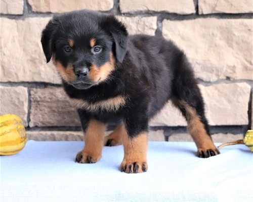 Nice looking Rottweiler Puppies For Sale, Text +1 (270) 560-7621 Image eClassifieds4u