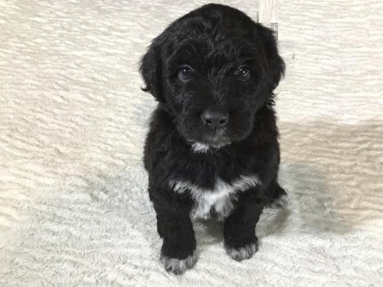 Portuguese Water Dog puppies for adoption Image eClassifieds4u