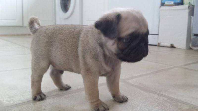 Purebred Pug Puppy for adoption Image eClassifieds4u
