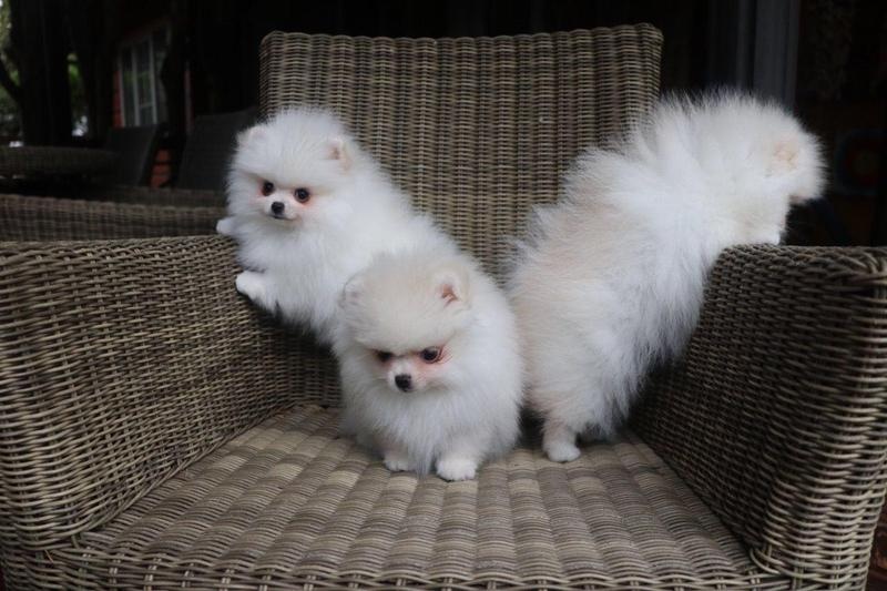 Top quality male and female Pomeranian puppies.. Image eClassifieds4u