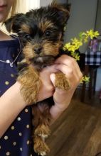 2 Ttiny Toy-size Yorkies for Xmas (410) 237-8172