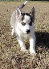 Adorable Siberian Huskies Pup For Sale, Text +1 (270) 560-7621