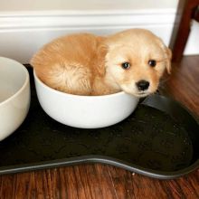 Amazing Golden Retriever puppies for adoption