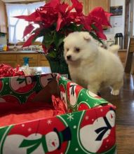 American Eskimo Puppies For Sale, Text +1 (270) 560-7621