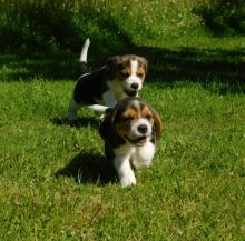 Beagle Puppies Available